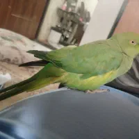 طوطی سبزملنگورام و دستی و ماده