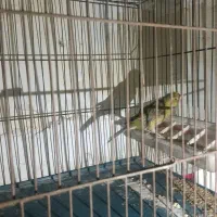 قناری ماده آماده