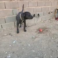 سگ پیتبول نر|سگ|اصفهان, قهجاورستان|دیوار