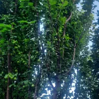 باغ در روستای زواریان