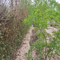 باغچه ۸۰۰ متری واقع در کهریزک، روستای سلمان آباد|فروش دفتر صنعتی، کشاورزی، تجاری|کهریزک, |دیوار