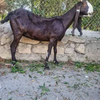 بزافغانی اصل دماغ طوطی زیرگلودارآبستن