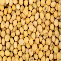 بذر سویا گل برگ