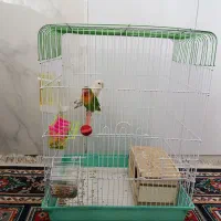 یک جفت کوتوله برزیلی