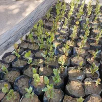 نهال پسته زرندی