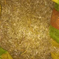 کاه سیاه دانه