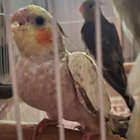 جوجه سرلاکی نرم خور عروس هلندی|پرنده|ساری, |دیوار