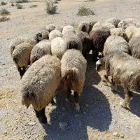 ۴۰راس شیشک میش ترکی