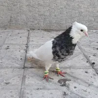 طوقی