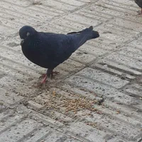 دو جفت کبوتر دوتا سیاه یکی سورور و یکی قرمز شازده