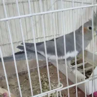 حیوانات|پرنده|خلیل آباد, |دیوار