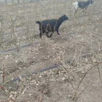 فروش ۲۰راس بزغاله