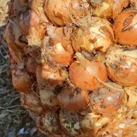 پیاز|خوردنی و آشامیدنی|جوین, |دیوار