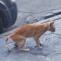 حمایت از گربه