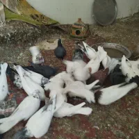چهل عدد کله دار دم سیاه و طوقی از همدان آمده