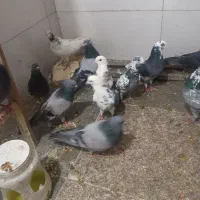 کبوتر پرشی|پرنده|اسلام‌شهر, زرافشان|دیوار