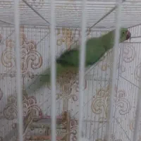 طوطی ملنگو عروس هلندی قناری