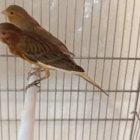 قناری سوخته سرخ اورجینال