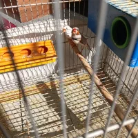 یه جفت فنچ با قفس وابخوری وجادونه ای