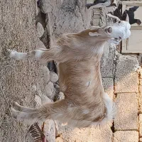 کهره نر