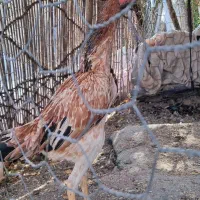 جوجه خروس و مرغ اوشامو|حیوانات مزرعه|تهران, خانی آباد نو شمالی|دیوار