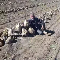 فروش چقندر قند 5تن فروش فوری