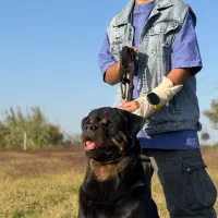 سگ روتوایلر