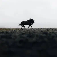 قیار کردن سم اسب