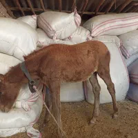 کره اسب نر چهار ماه یورقه|اسب و تجهیزات اسب‌سواری|آزادشهر, |دیوار