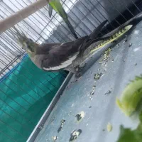 عروس هلندی.ماده|پرنده|کوهدشت, |دیوار