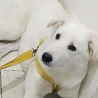 سگ بازیگوش|سگ|رباط‌کریم, رباط‌کریم|دیوار