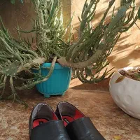 کفش در حد نو|کیف، کفش، کمربند|ساری, |دیوار