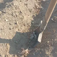 نیازمندکارگر برای اماده سازی زمین کشت گوجه