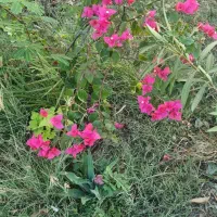 زمین مسکونی خورموج