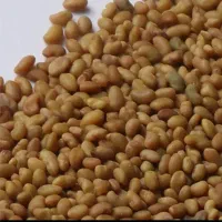 بذر یونجه رنجرآمریکایی اصل