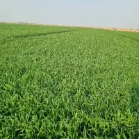 نیازمند کارگر کوددهی اوره