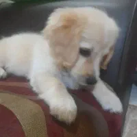 واگذاری فوری اشمیتس