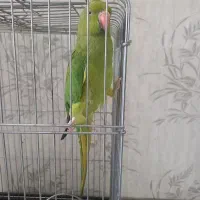 ملنگو تقریبا ۲ساله