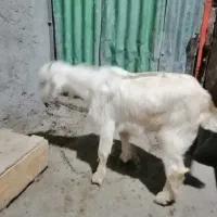 کهره ماده|حیوانات مزرعه|چغادک, |دیوار