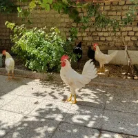 مرغ خروس ماشینی و بومی