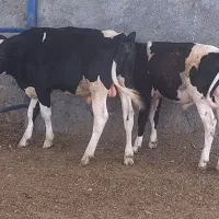 گاو گوساله نر
