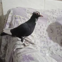 کبوتر پلنگ|پرنده|کرمان, |دیوار