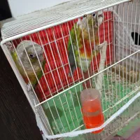 گرینچینگ|پرنده|مشهد, موعود|دیوار