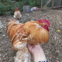 مرغ کوشین کُرچ|حیوانات مزرعه|رشت, تازه آباد|دیوار