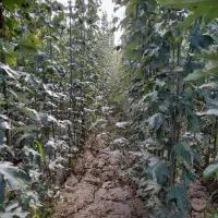 عرضه انواع نهال پیوندی وصنوبر تخصص ماست|خدمات باغبانی و درختکاری|سروآباد, |دیوار