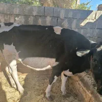 گاو گاو داری|حیوانات مزرعه|انزل, |دیوار