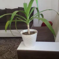 وسایل خونه|مبلمان خانگی و میز عسلی|بروجرد, |دیوار