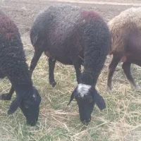 میش داشتی  آبستن  سنگین|حیوانات مزرعه|زالیان, |دیوار