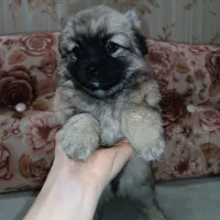 پامر خرسی|سگ|مشهد, کارگران|دیوار