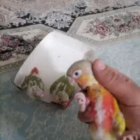 جفت طوطی گرینچک با دوجوجه